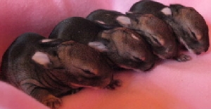 kaninchen sorgenkinder der bunny ranch